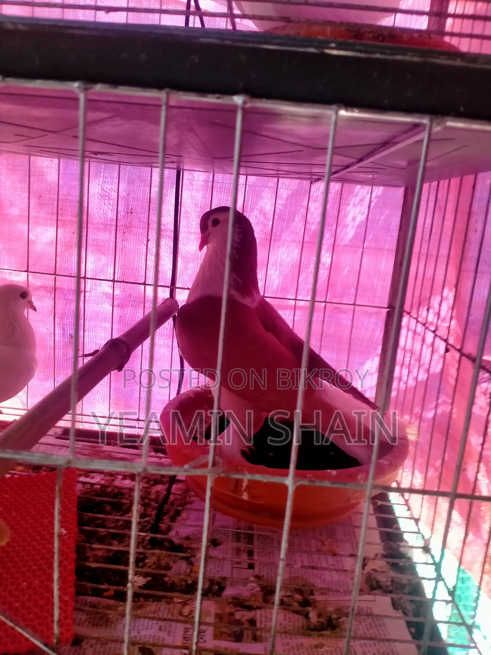 Pigeon sale
