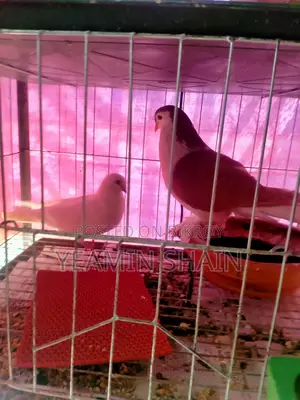 Pigeon sale