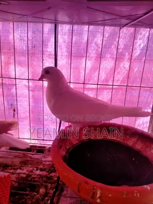 Pigeon sale
