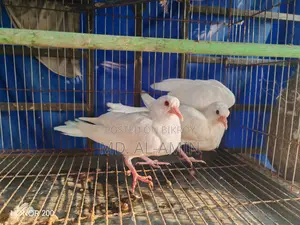 জরুরি বিক্রয়: বাচ্চা ও ডিমসহ রানিং অস্ট্রেলিয়ান সাদা ঘুঘু পাখি