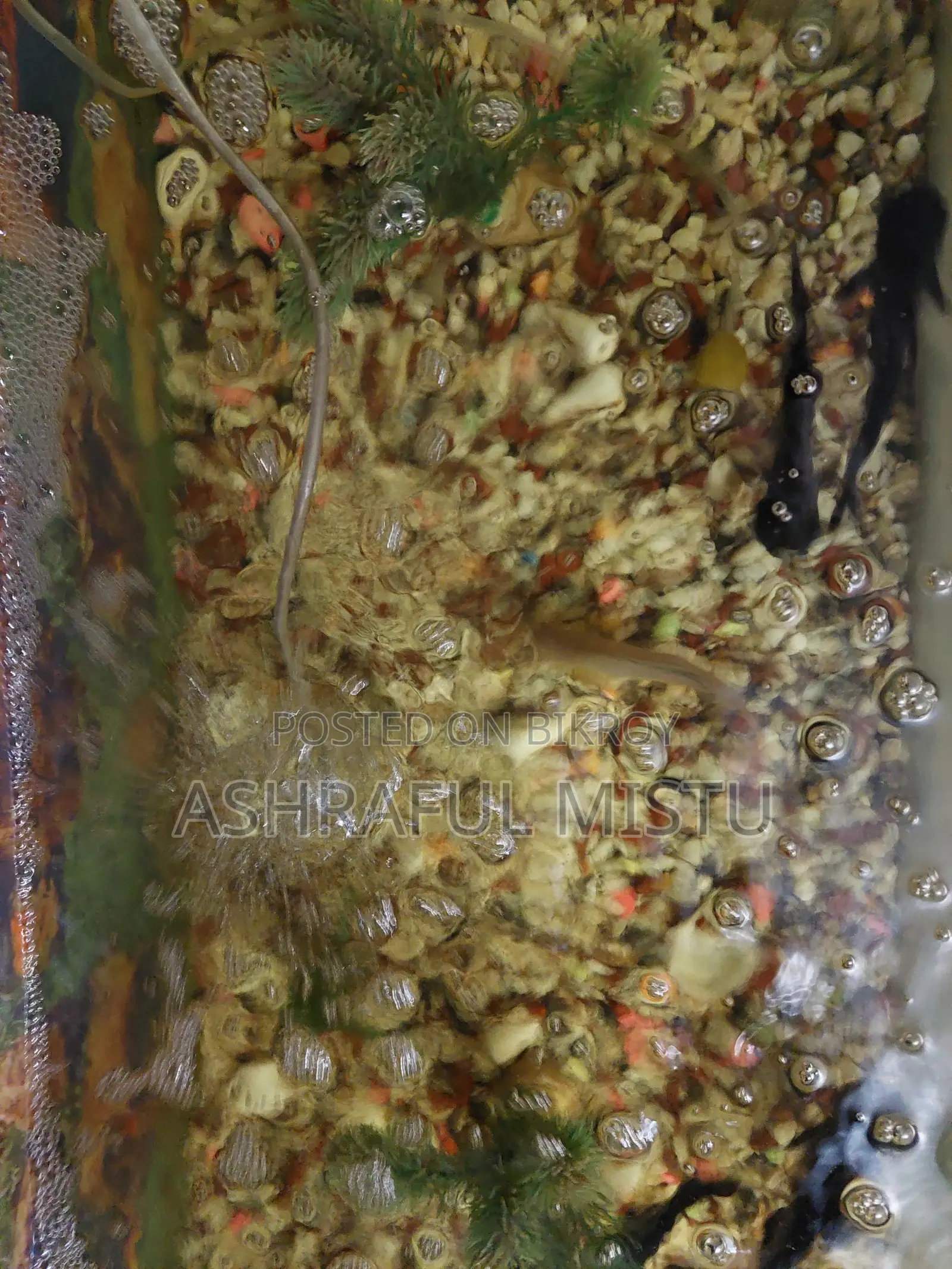 একুরিয়াম