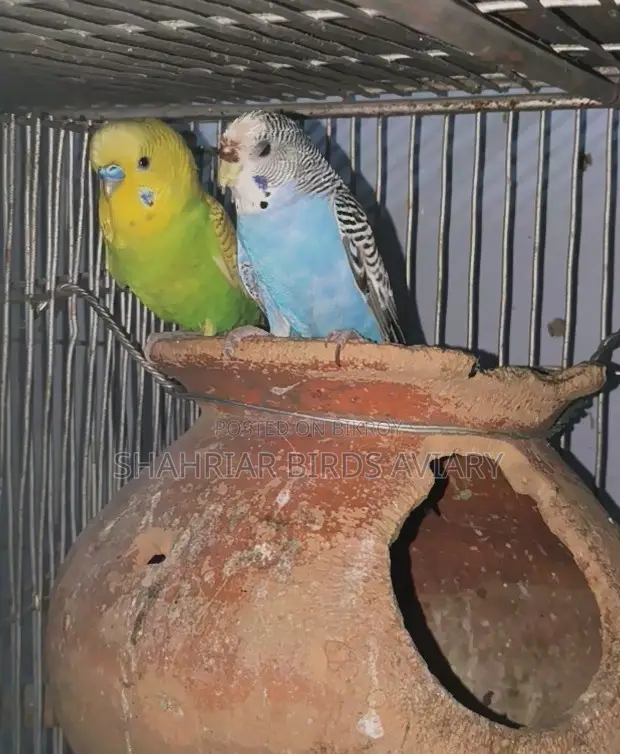 Breeding Budgies