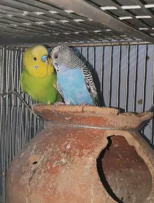 Breeding Budgies