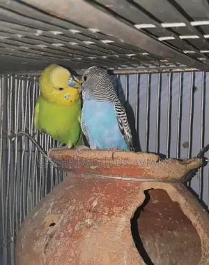 Breeding Budgies