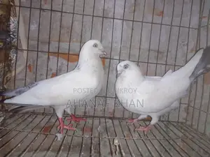 রানিং কালদম কবুতর