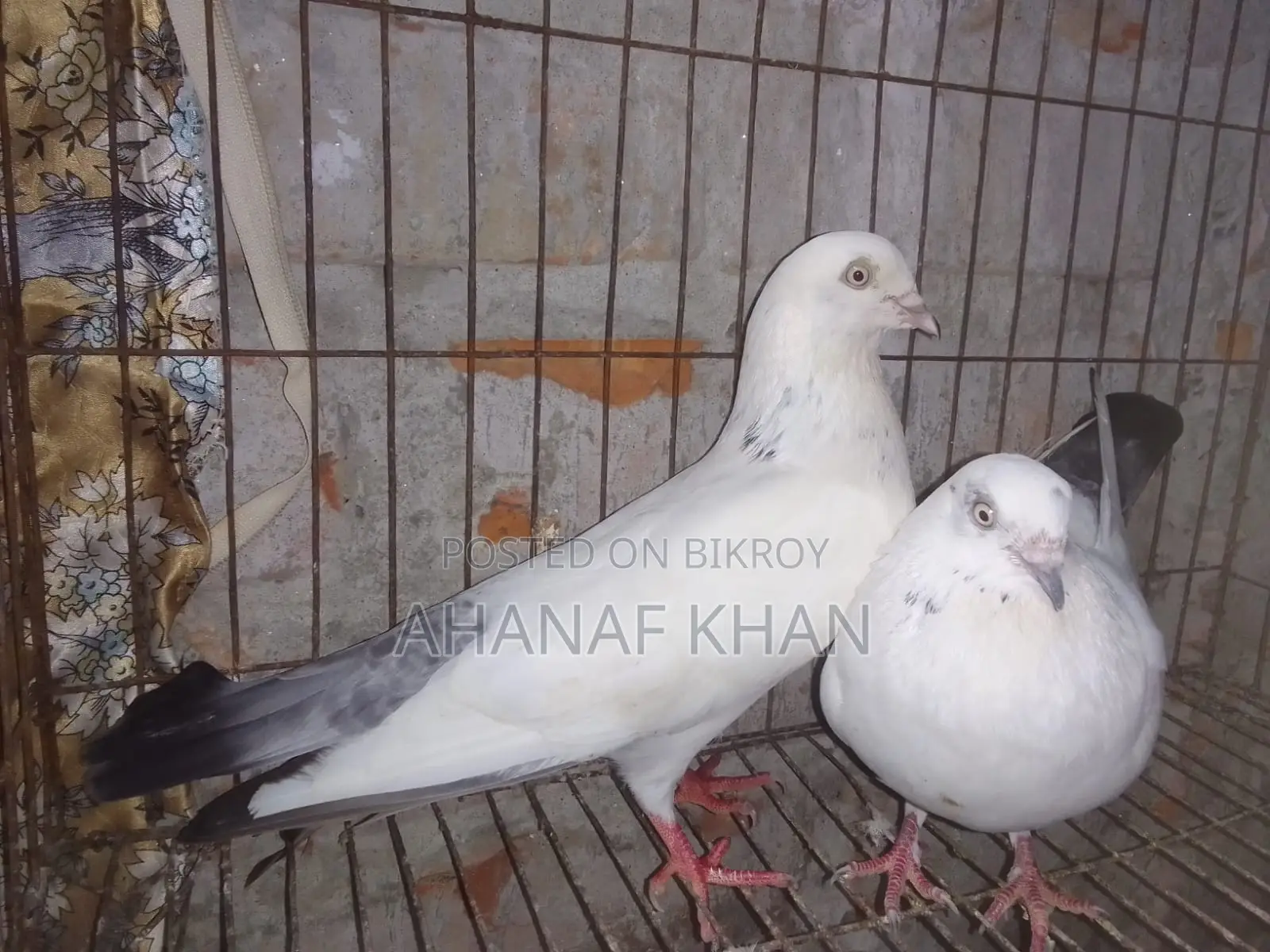 রানিং কালদম কবুতর