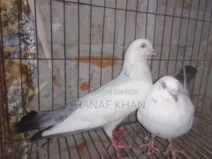রানিং কালদম কবুতর