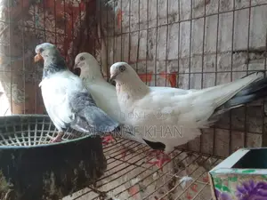 রানিং কালদম কবুতর
