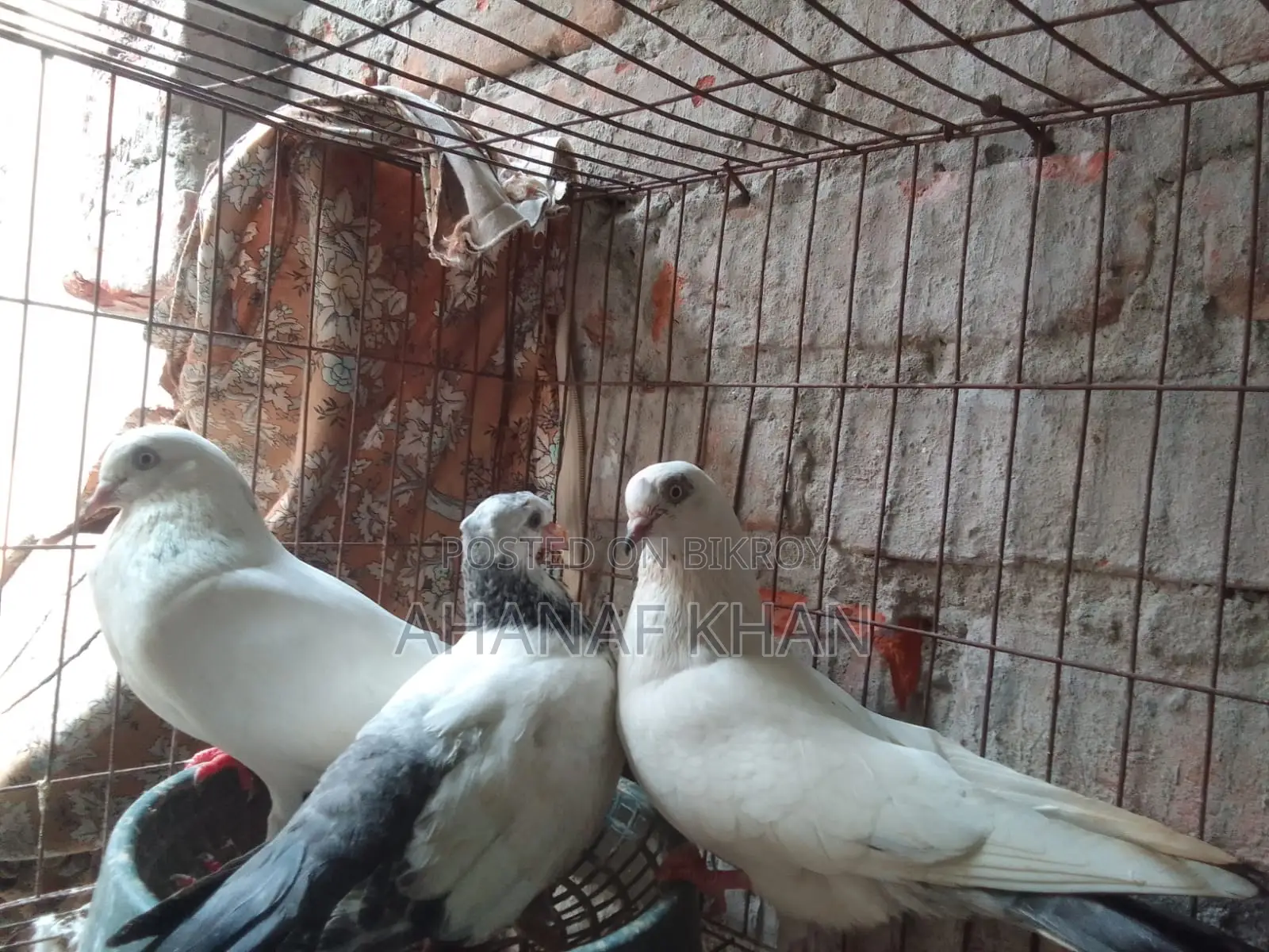 রানিং কালদম কবুতর