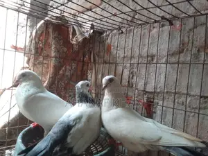 রানিং কালদম কবুতর