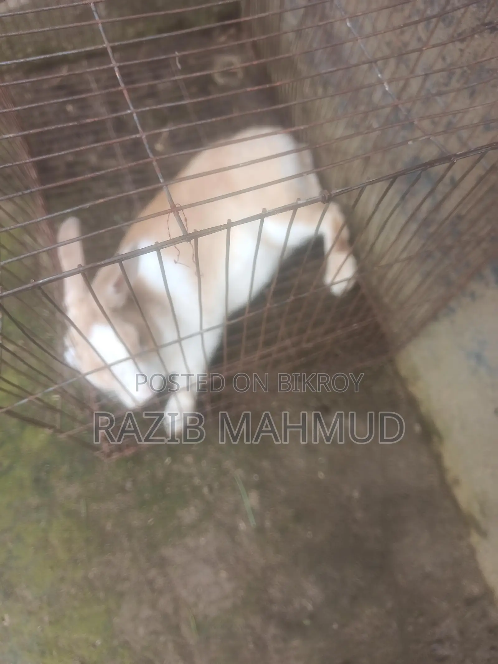Rabbit