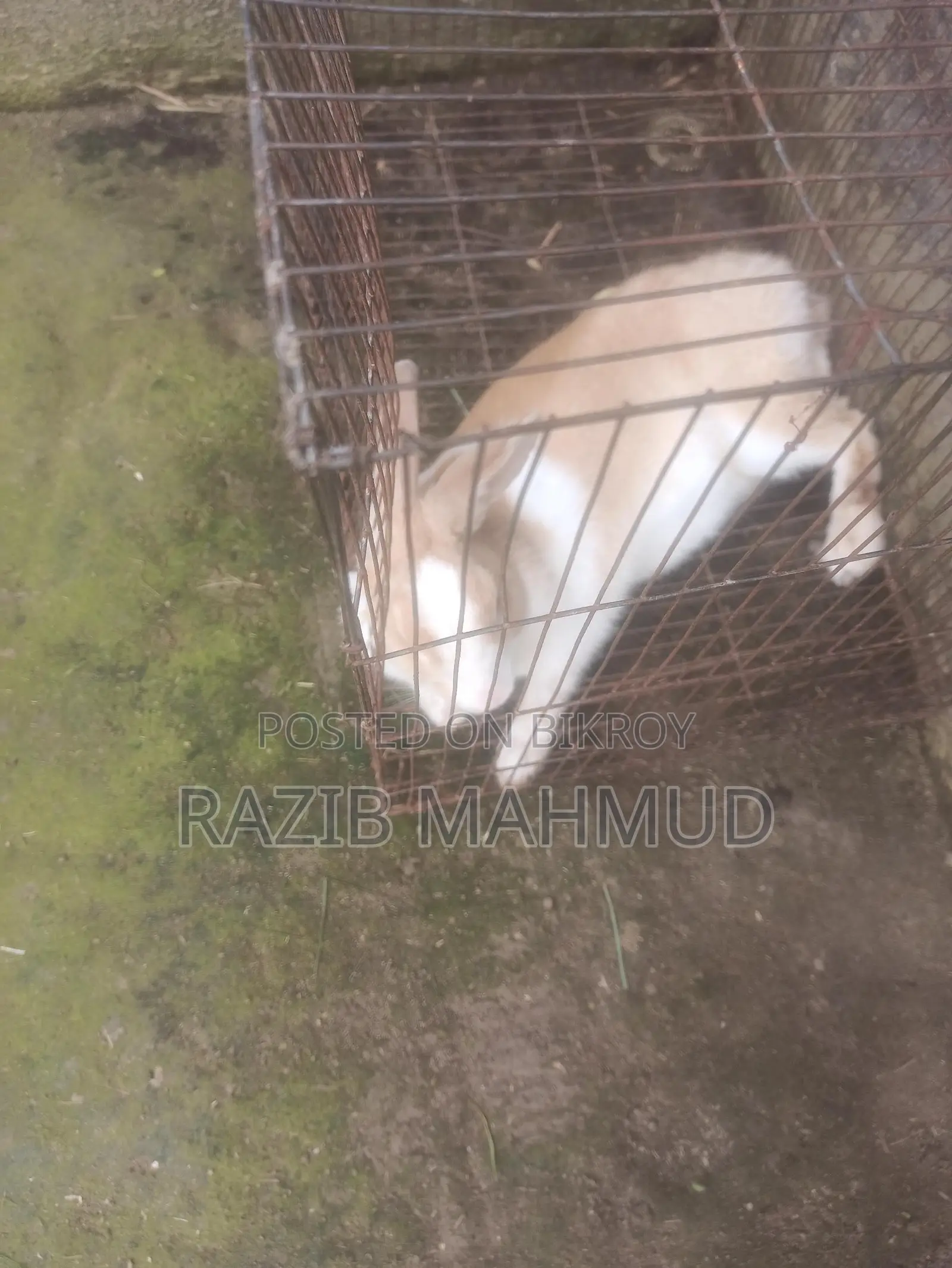 Rabbit