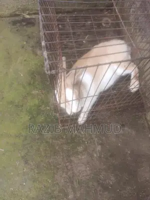 Rabbit