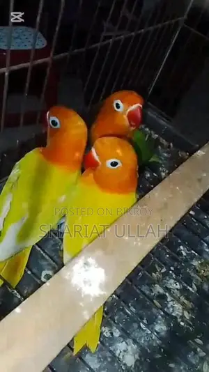 Love Bird