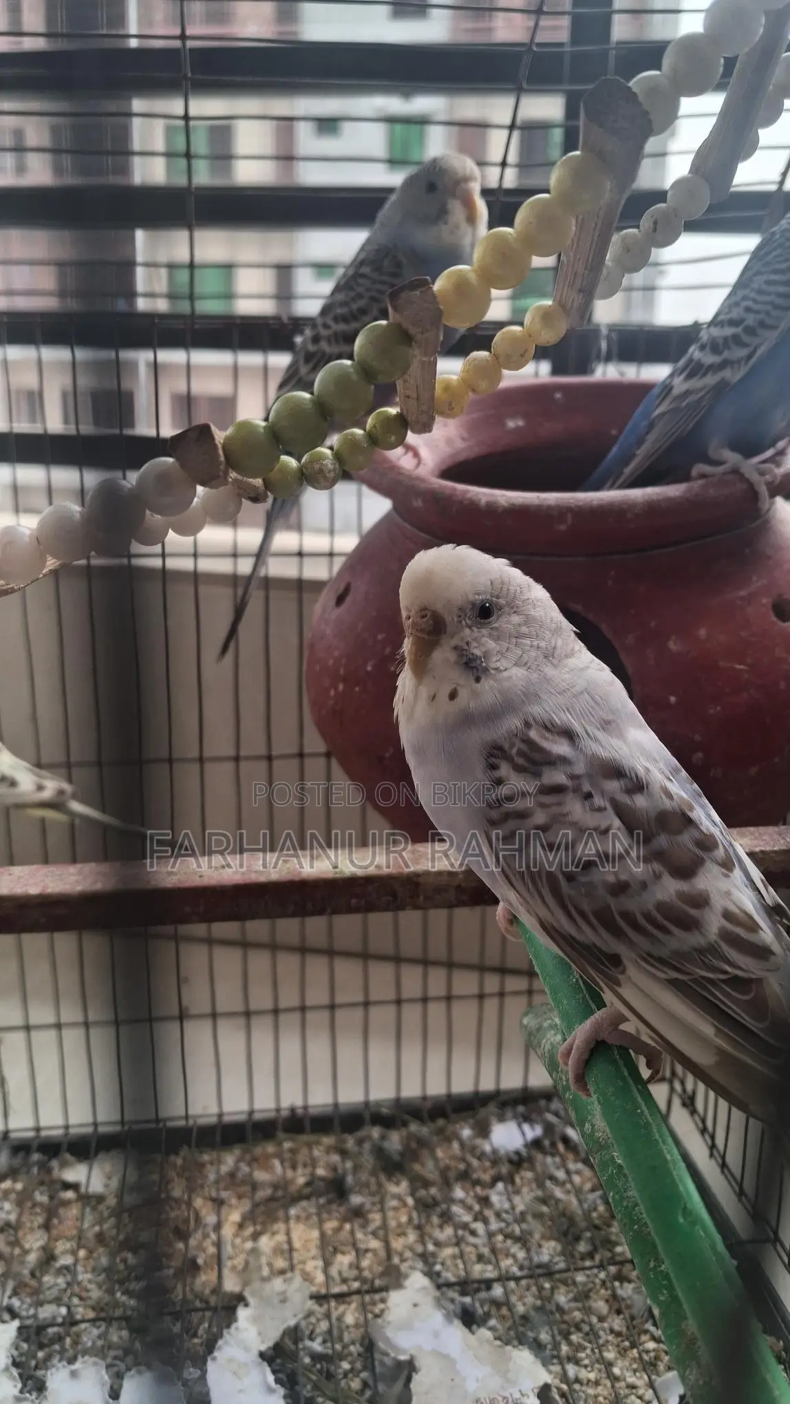 Adult Budgie for Sale