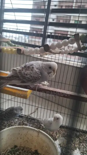 Adult Budgie for Sale