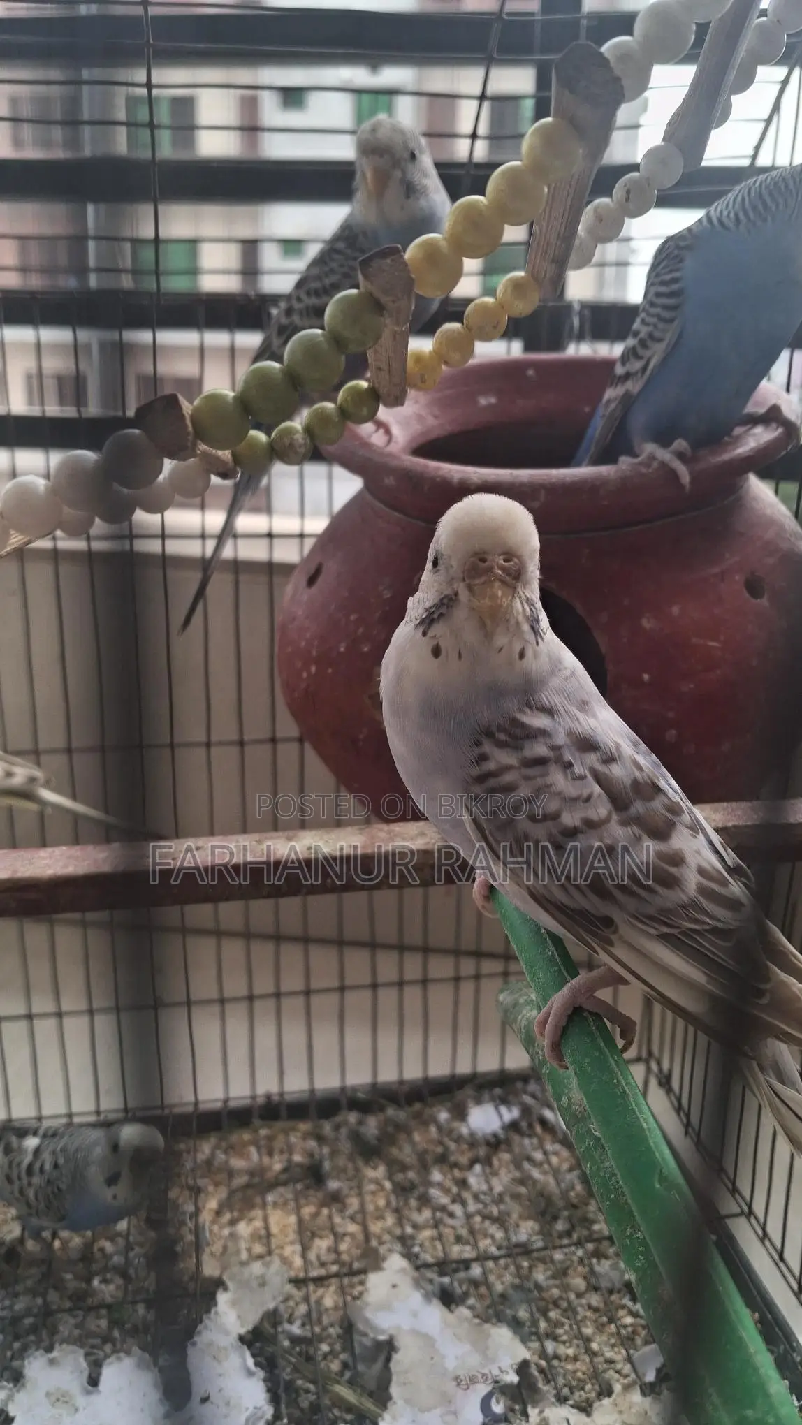 Adult Budgie for Sale