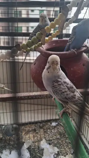 Adult Budgie for Sale