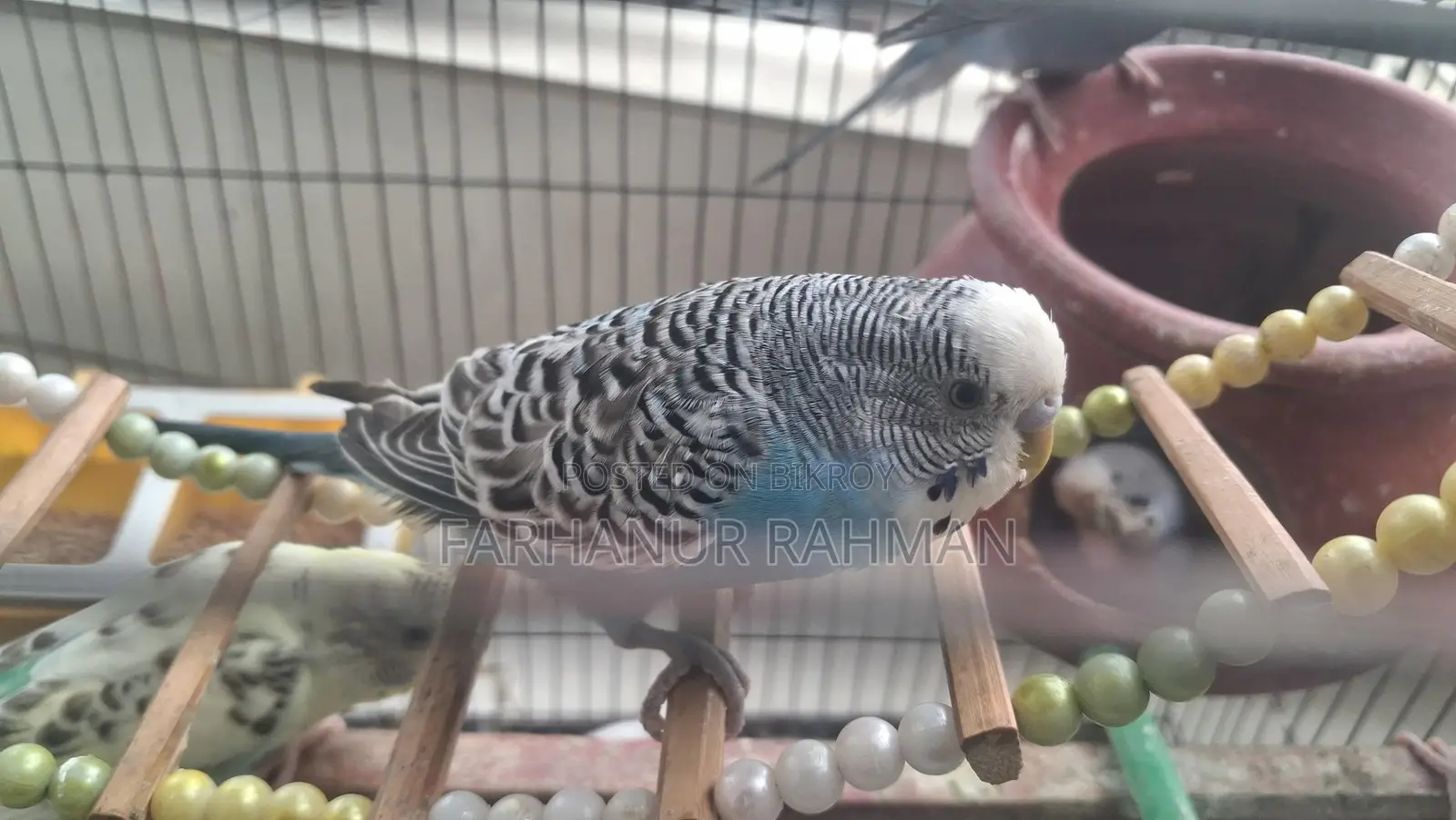 Adult Budgie for Sale