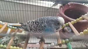 Adult Budgie for Sale