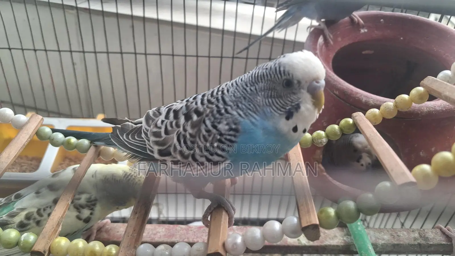 Adult Budgie for Sale