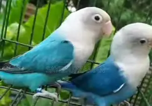 রানিং লাভবাড