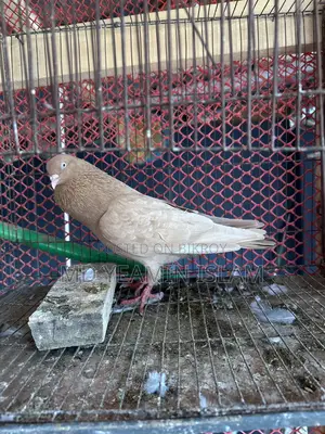 গিয়াচুন্নি নর