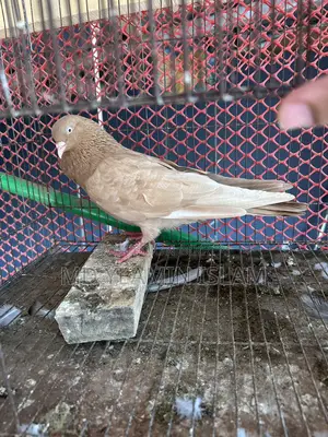 গিয়াচুন্নি নর