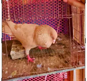 গিয়াচুন্নি নর