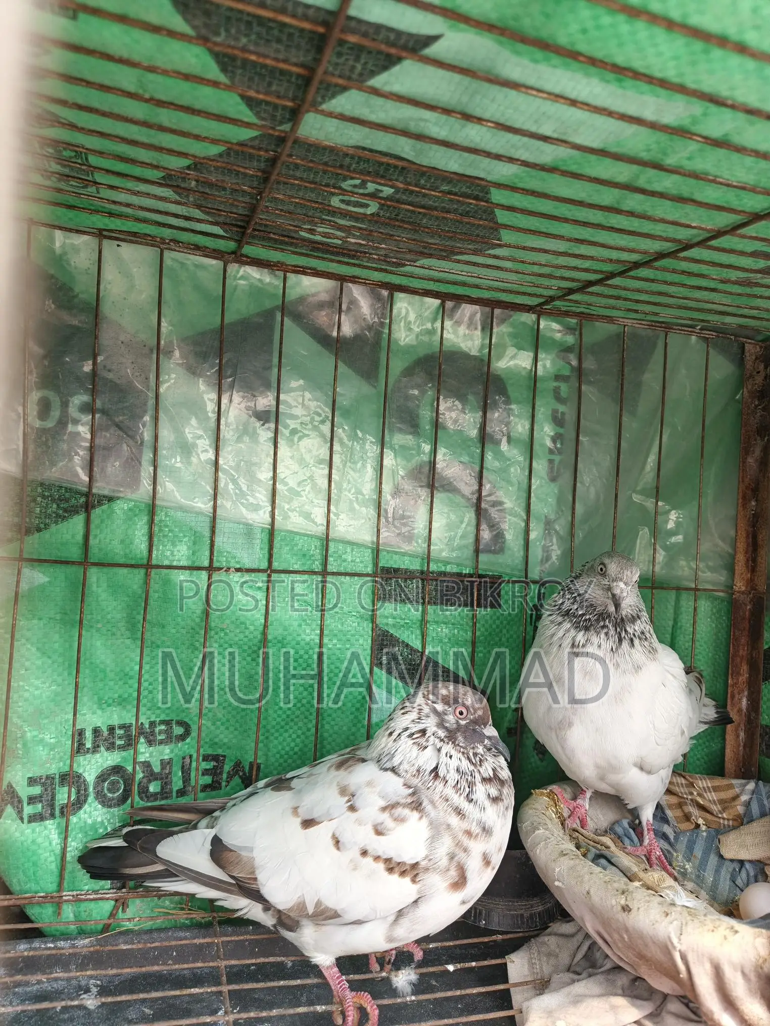 মাদি কবুতর বিক্রি