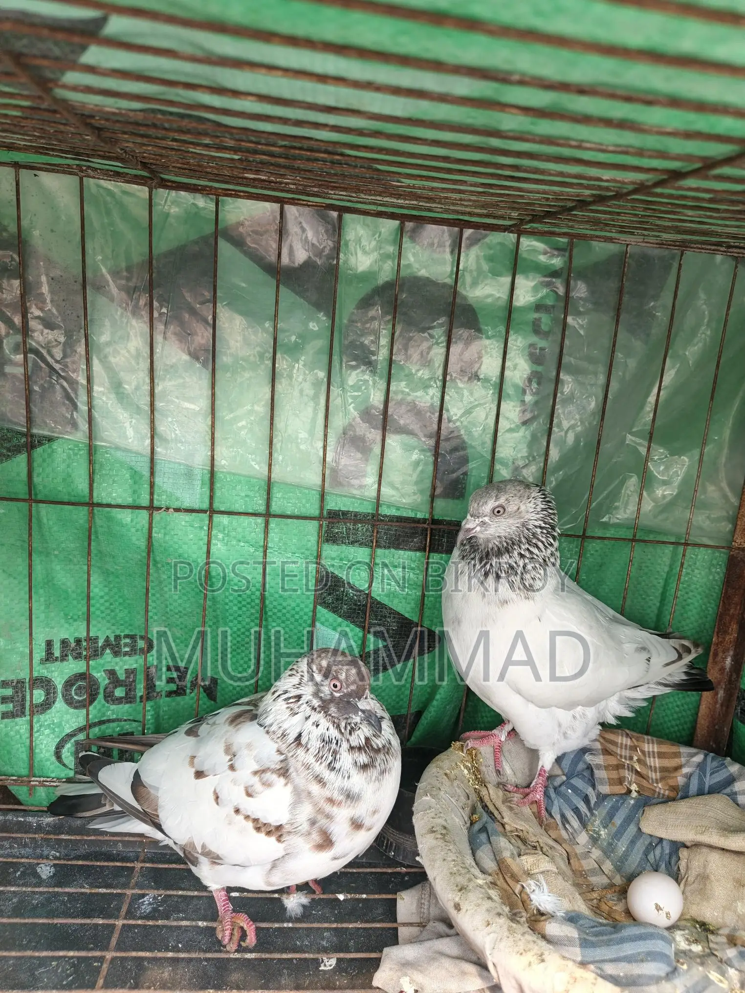 মাদি কবুতর বিক্রি