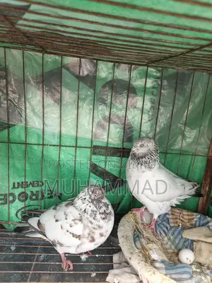 মাদি কবুতর বিক্রি