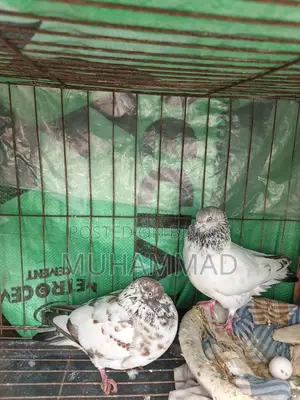 মাদি কবুতর বিক্রি