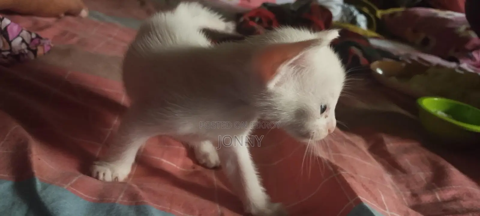 Cat For Adoption