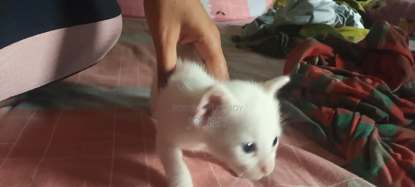 Cat For Adoption