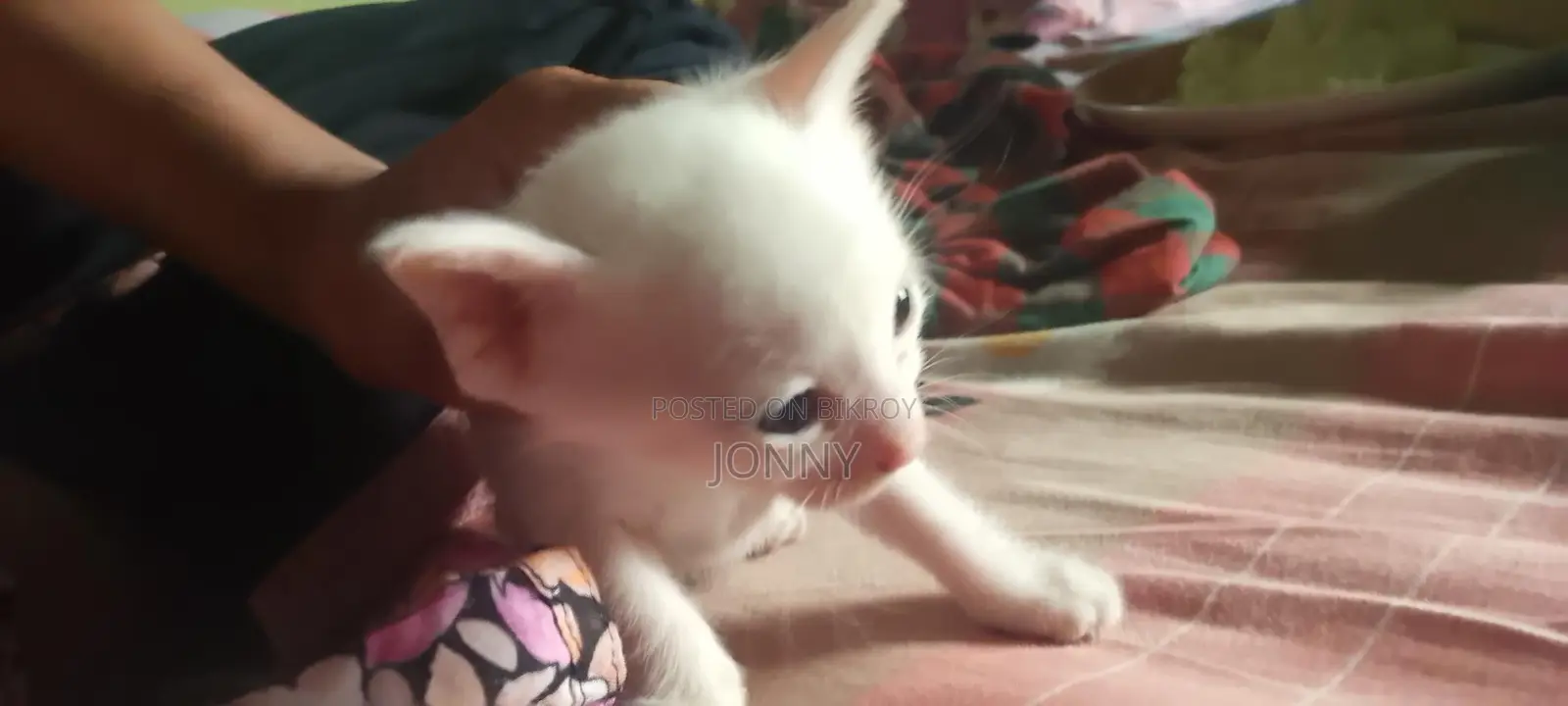 Cat For Adoption