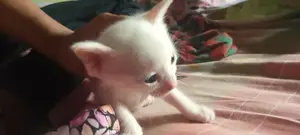 Cat For Adoption