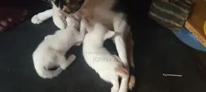Cat For Adoption