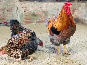 Imported Wyandotte Chickens for Sale