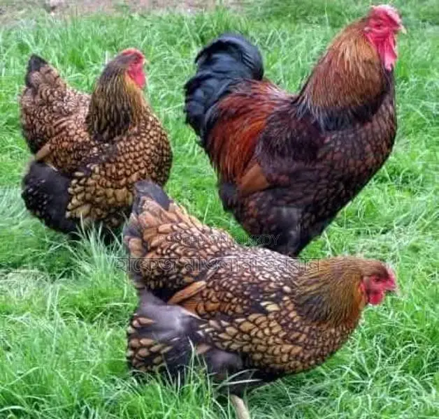 Imported Wyandotte Chickens for Sale