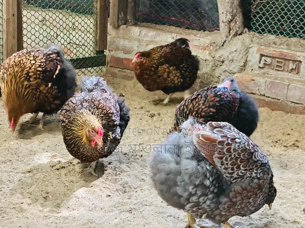 Imported Wyandotte Chickens for Sale