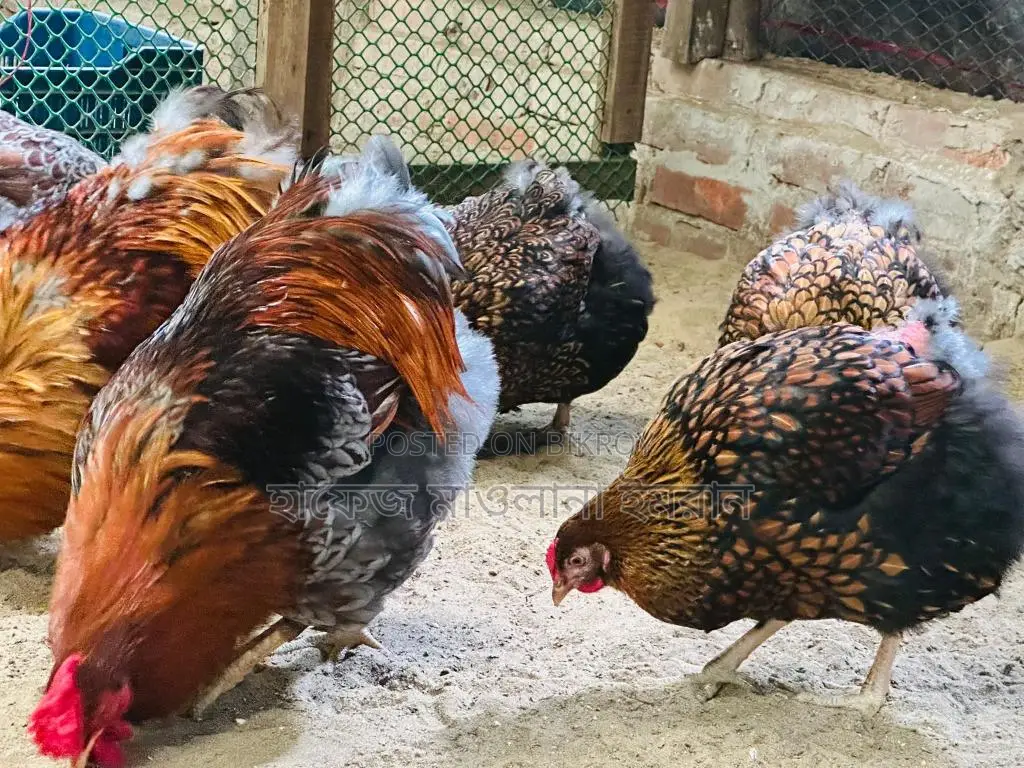 Imported Wyandotte Chickens for Sale