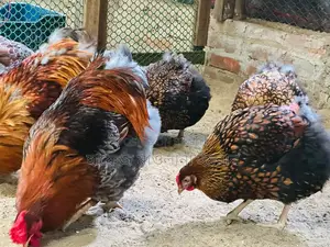Imported Wyandotte Chickens for Sale