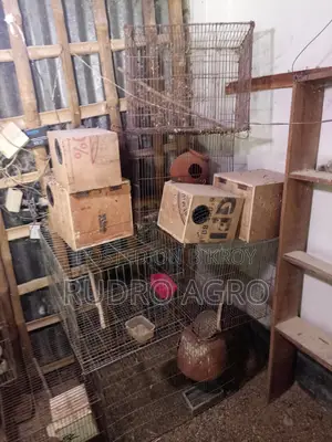 পুরাতন খাঁচা বিক্রি হবে