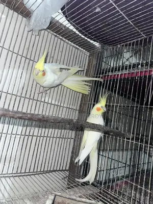 লুটিনো ককাটেল