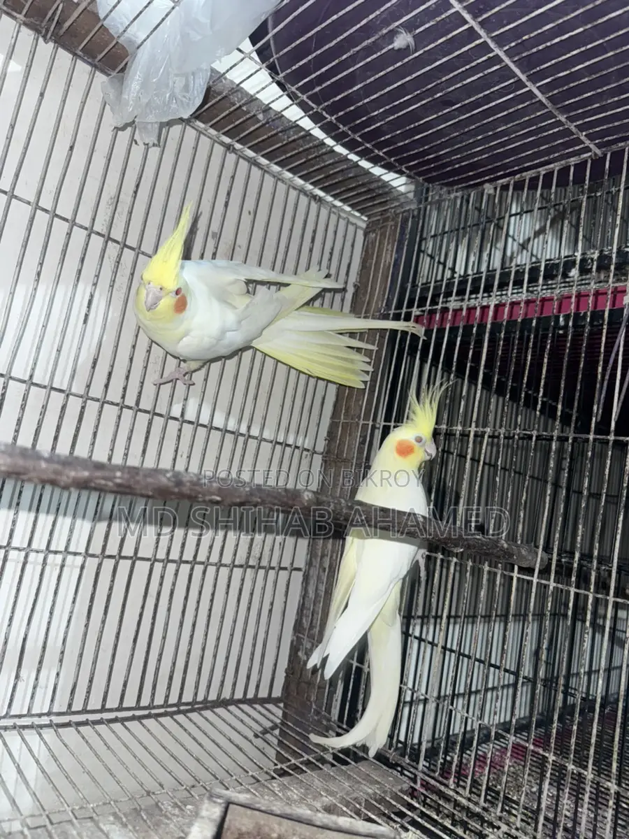 Lutino Cockatiel