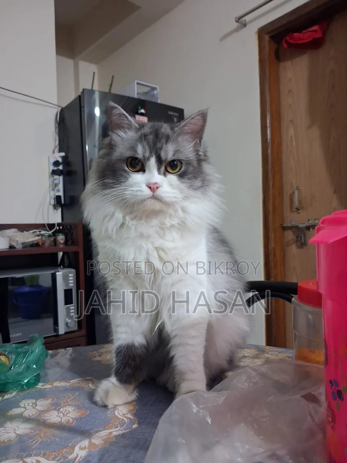 Healthy and Vaccinated 1-Year-Old Pet Cat for Sale