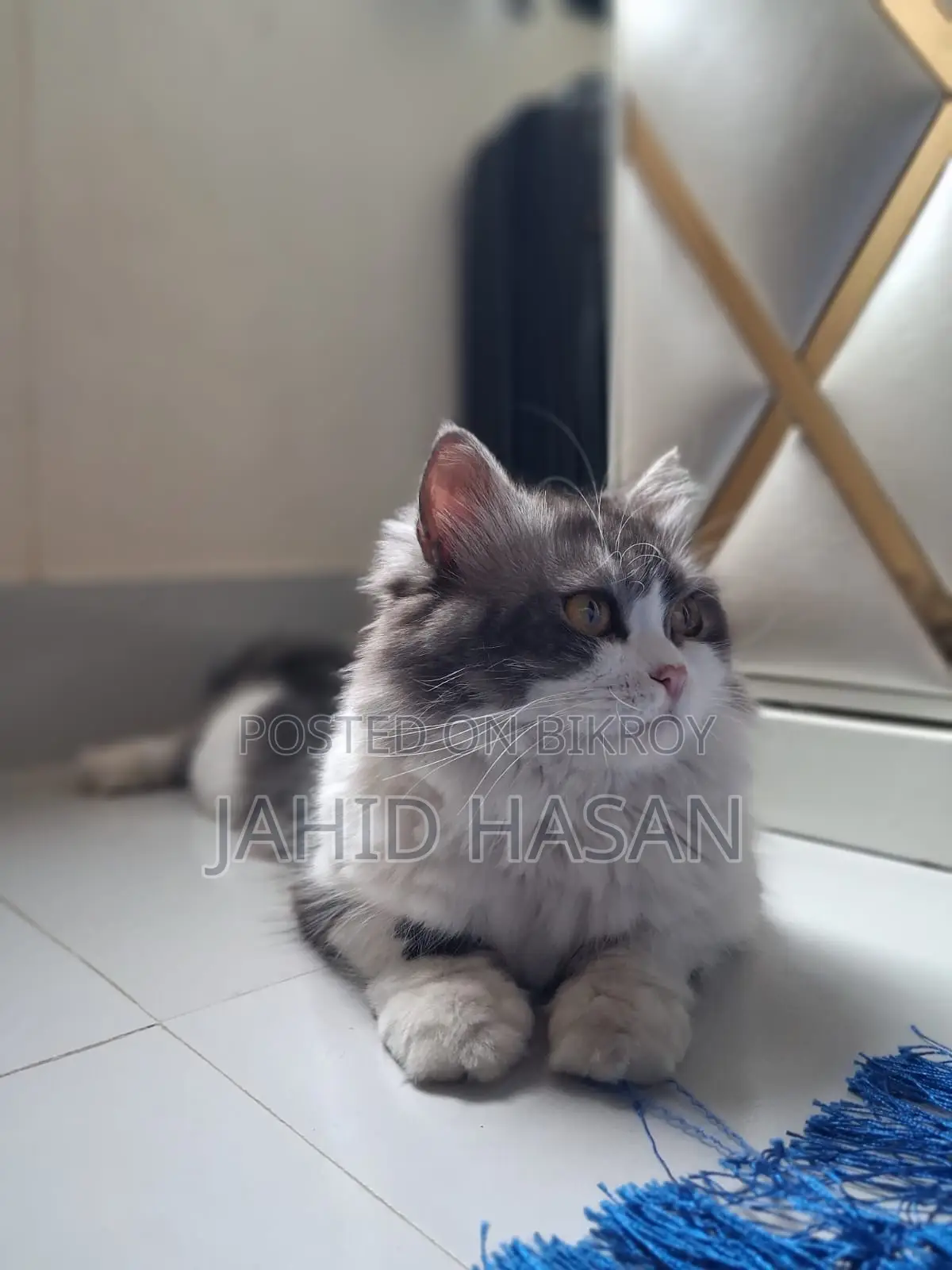 Healthy and Vaccinated 1-Year-Old Pet Cat for Sale