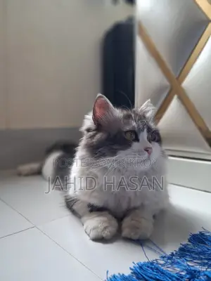 Healthy and Vaccinated 1-Year-Old Pet Cat for Sale