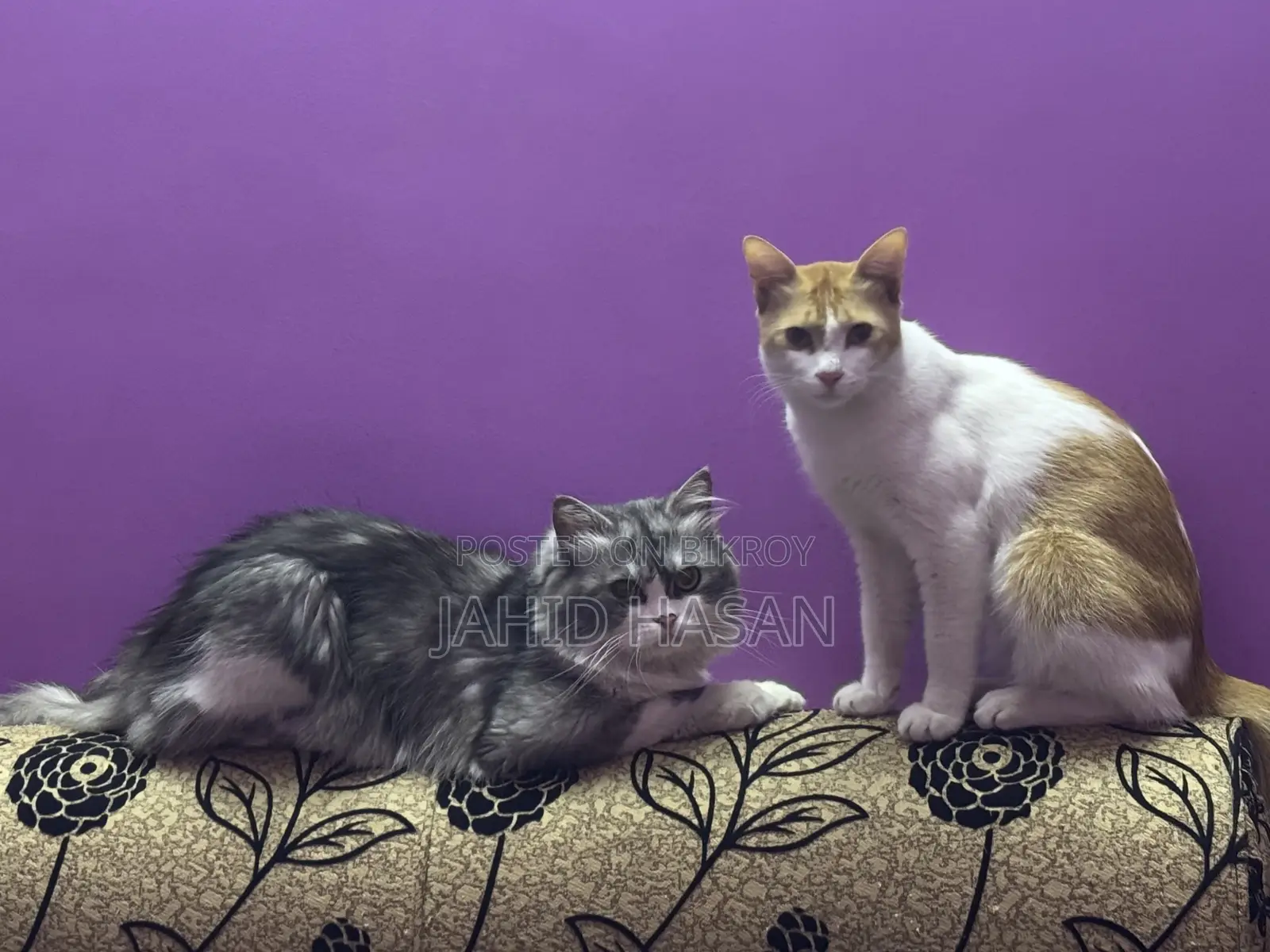 Healthy and Vaccinated 1-Year-Old Pet Cat for Sale
